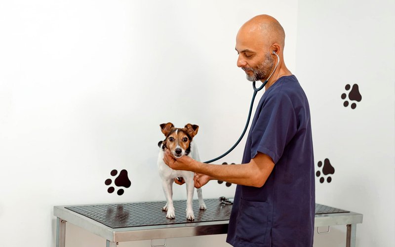 Prequirófano Equilibrio Coworking Veterinario